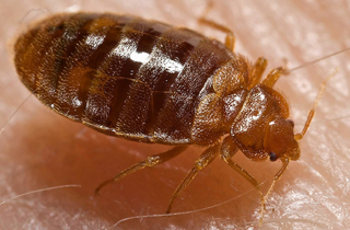 Expert Bed Bug Control Edmonton